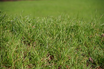 herbe verte