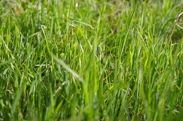 herbe fraiche