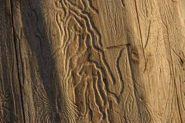 wooden texture