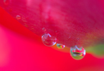 rain drops on tulip petals