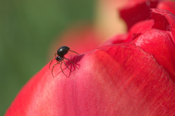 tiny spider on tulip petal