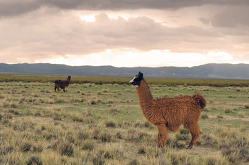lama © NICOLAS LARENTO