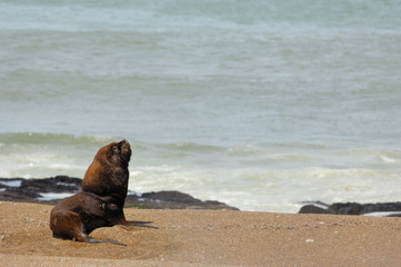 lion de mer sea lion