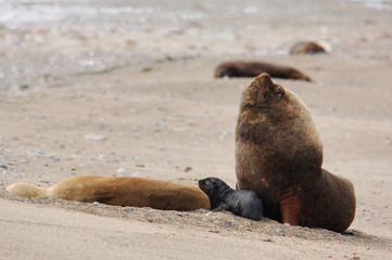 sea lion family