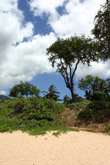 Obraz premium trees at turtle town