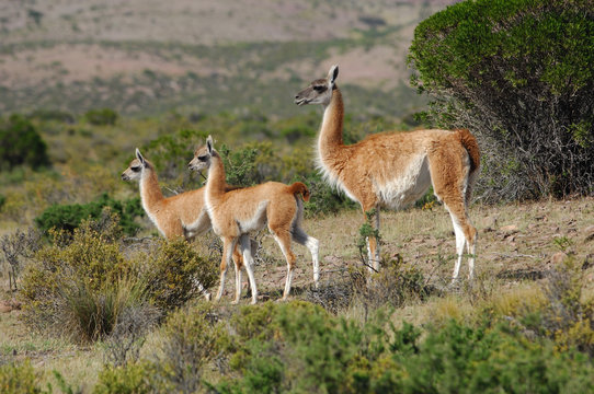 guanaco