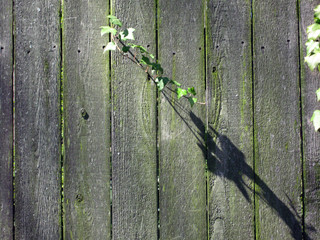 ivy through wooden fence
