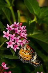 butterfly