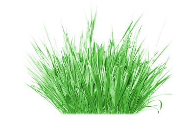 patch of grass