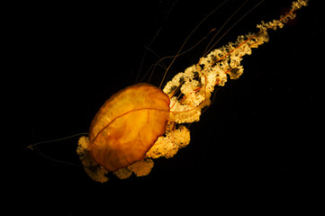jellyfish 5