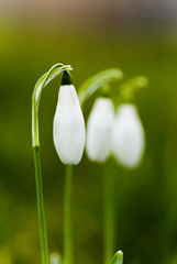Obraz premium schneeglöckchen