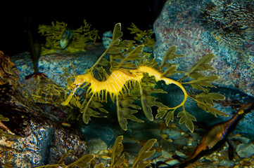leafy sea dragon