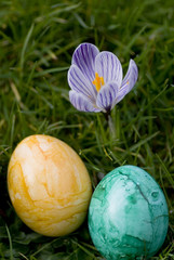 ostereier und frühlingsblumen