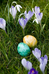 ostereier zwischen frühlingsblumen