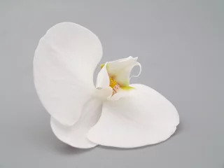 Fototapeten weiße orchidee © Lucky Dragon