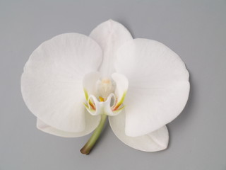 Fototapeta na wymiar weiße orchidee