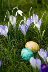 ostereier zwischen frühlingsblumen