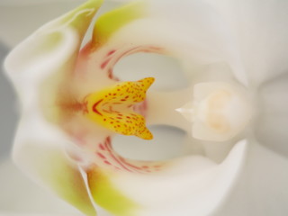 Fototapeta na wymiar orchidee nah aufnahme