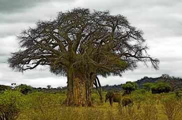 Fototapete Rund baobab © Ken Blow