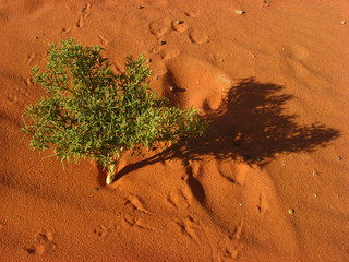 desert bonsai