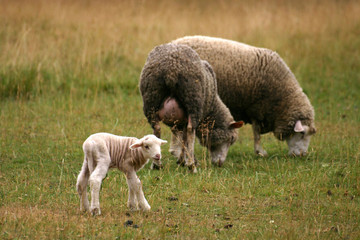 lamb and sheep