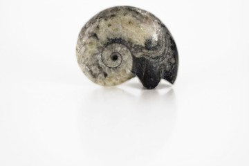 fossil goniatite