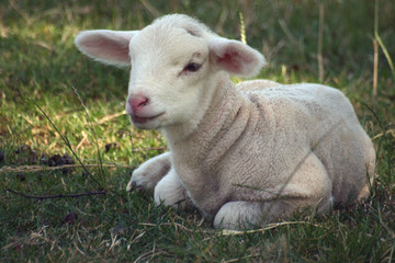 lamb