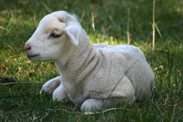 Fototapeta premium lamb