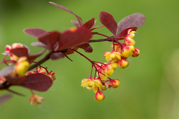 barberry flowers