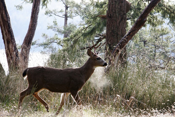 deer on a winter day