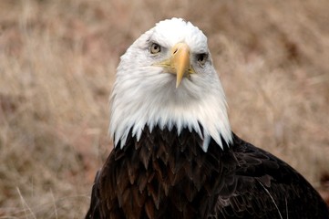bald eagle