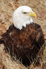 bald eagle ii
