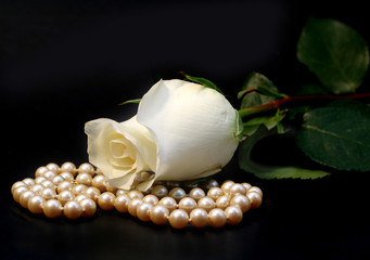 white rose and pearls