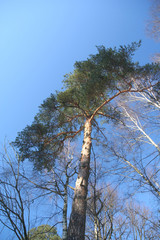 Fototapeta premium trees