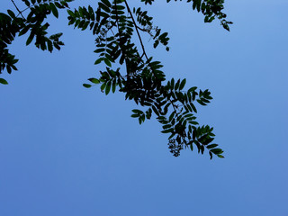 sky & trees