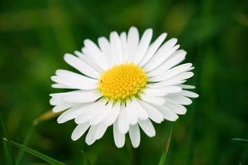 fleur blanche paquerette marguerite nature