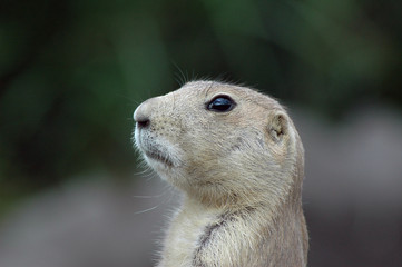 prairiedog 2