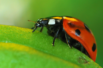This image captures a close-up of a red ladybug with black spots on a vibrant green leaf, representing a classic symbol of good luck and nature's detail.