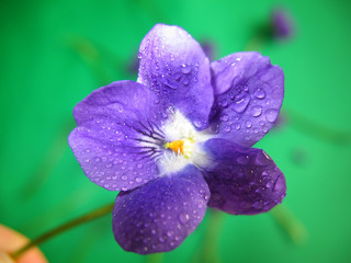 violet dew