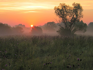 This is a serene sunrise scene with the sun rising behind a tree in a misty meadow filled with wildflowers, conveying a sense of fresh beginnings and natural beauty.