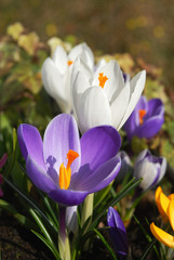 Obraz premium spring crocus