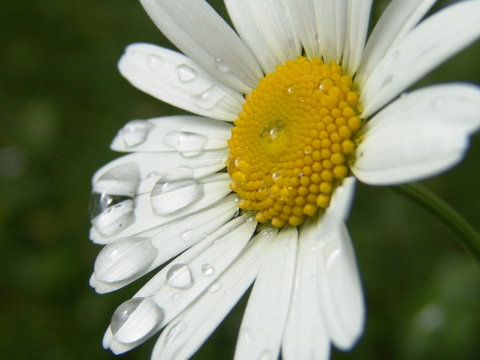 regentropfen