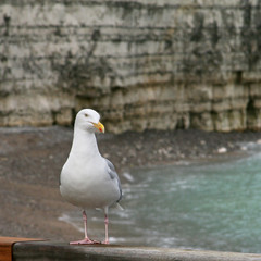 Obraz premium mouette