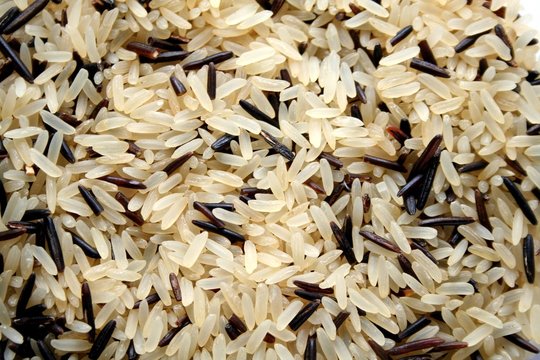 Wildreis Bilder – Durchsuchen 12,679 Archivfotos, Vektorgrafiken und ...