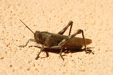 grasshopper