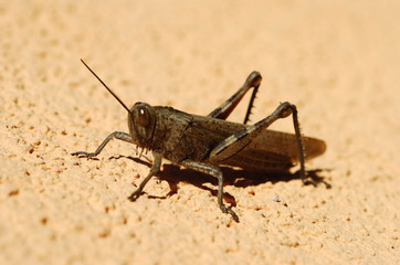 grasshopper