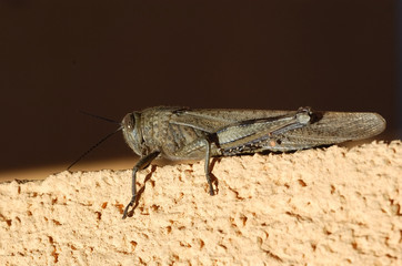 grasshopper