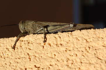 grasshopper