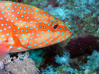 juwelen-zackenbarsch