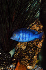 cichlid fish in aquarium